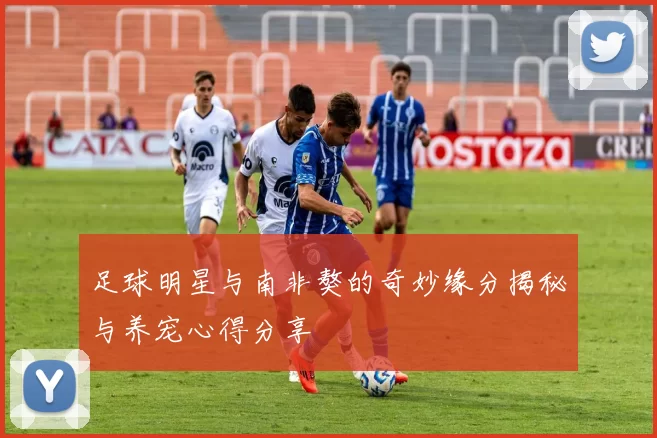 足球明星与南非獒的奇妙缘分揭秘与养宠心得分享
