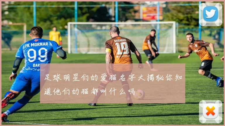 足球明星们的爱猫名字大揭秘你知道他们的猫都叫什么吗