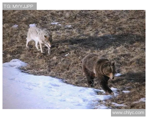 灰熊生存现状及其栖息地保护措施探讨